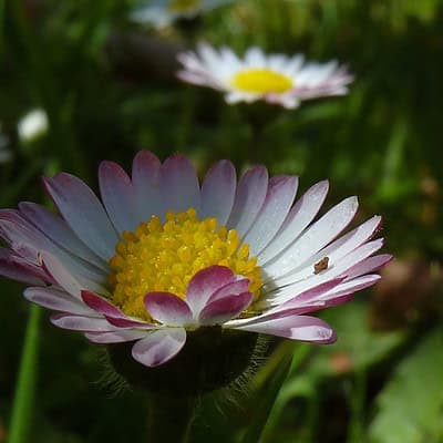 Blüten von Seite quadratisch by Nick Messerli
