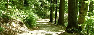Wald by Nick Messerli